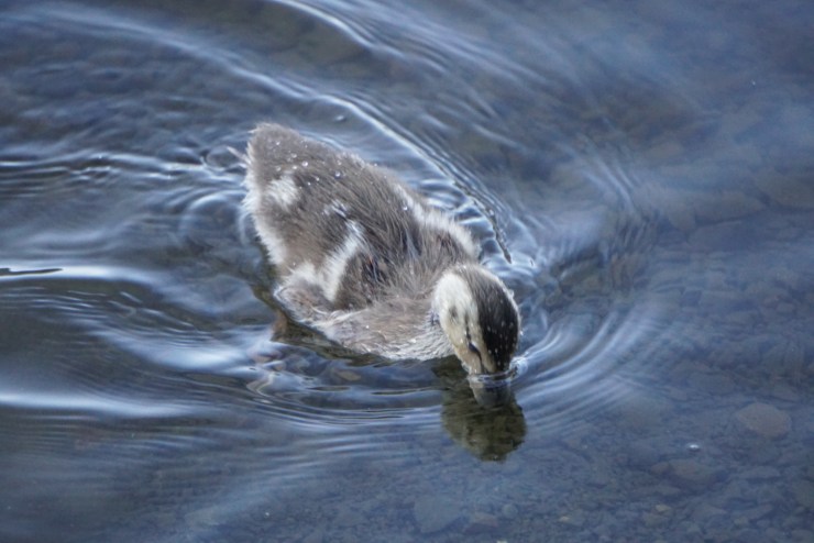 D558447D-F57C-493B-8DEF-C3DD04BC98D3